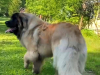 LitterL_1y_20260523-2
