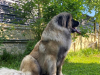 LitterL_1y_20260523