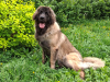 LitterL_20260517-2