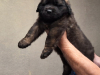 AmoreMia_litterK_20260614-2