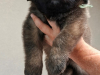 AmoreMia_litterK_20260614-3
