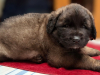 AmoreMia_litterK_20260614-4
