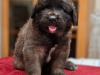 AmoreMia_litterK_20260614-5