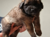 AmoreMia_litterK_20260614